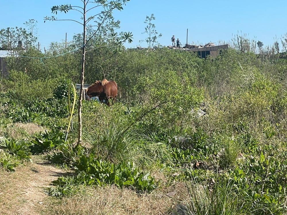 Un niño de 11 años fue pateado por un caballo en La Plata y permanece en estado reservado