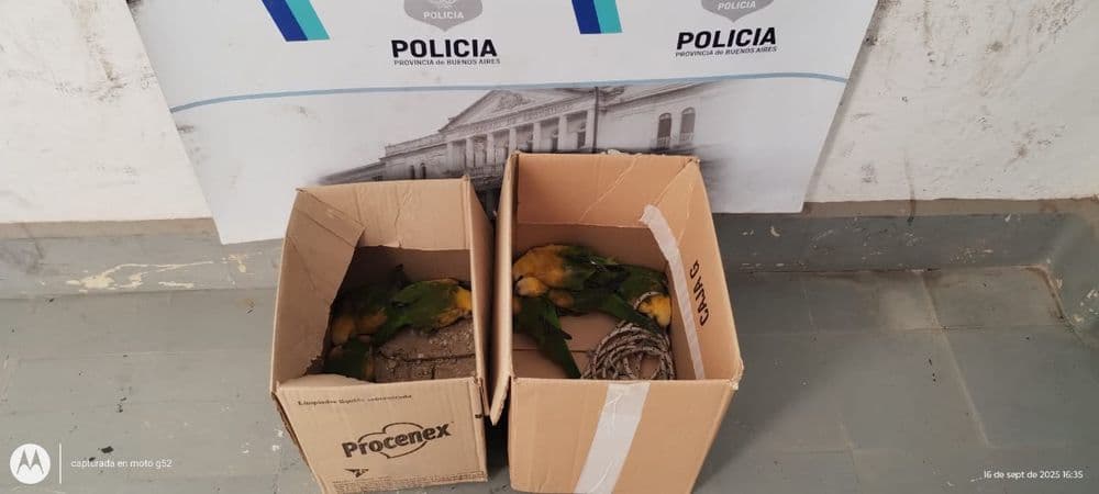 Dos detenidos en Romero por vender animales salvajes
