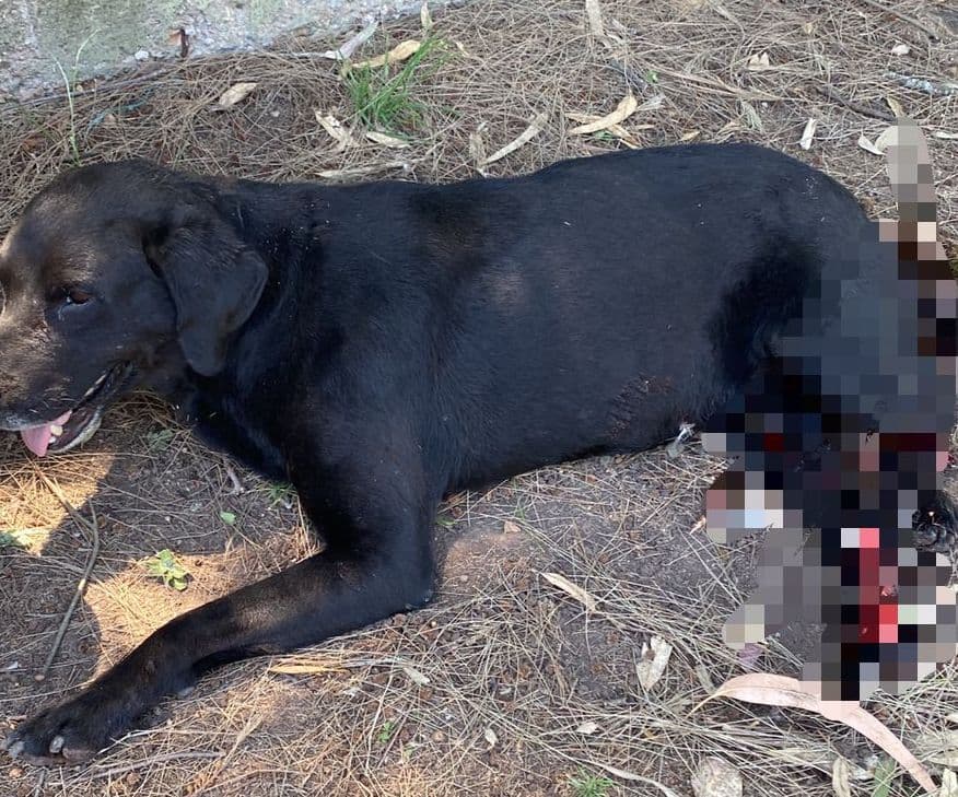 Picture of the author