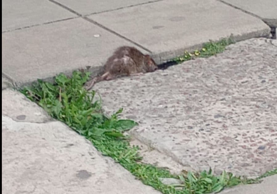 Picture of the author