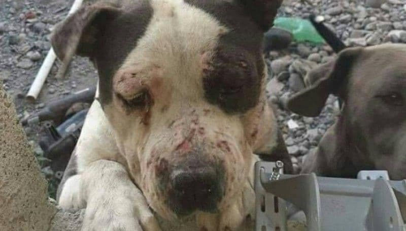 Picture of the author