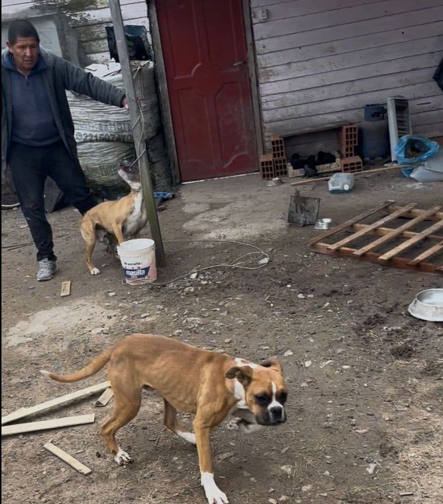 Identificaron y denunciaron penalmente a un maltratador de animales