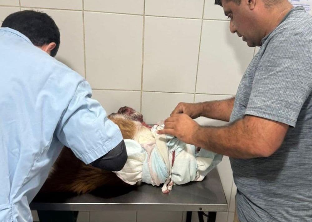 Brutal caso de maltrato animal en Olmos: rescatan a un perro con cortes en el cuello y apuntan a un chatarrero