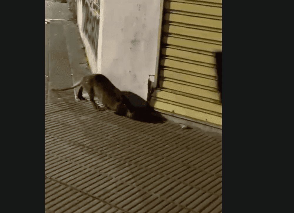 Picture of the author