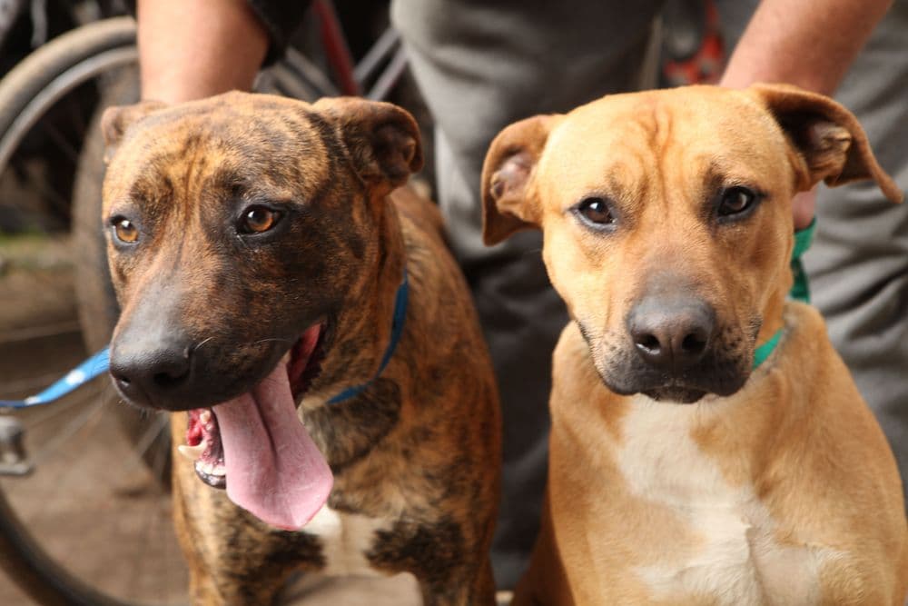 Picture of the author