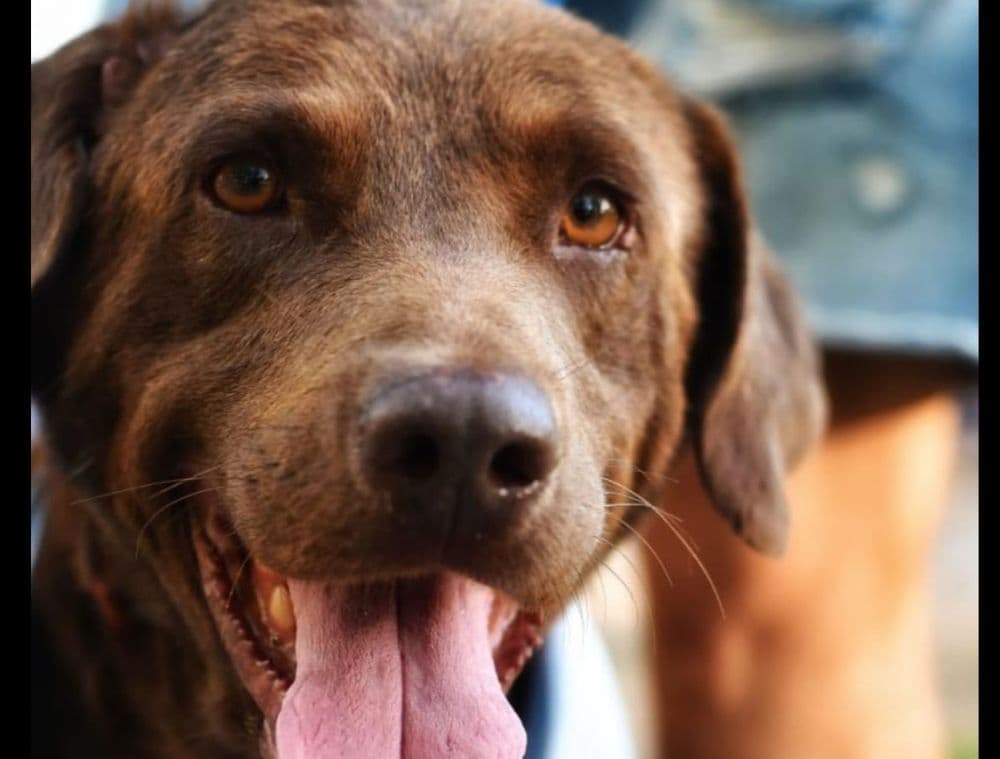 Picture of the author